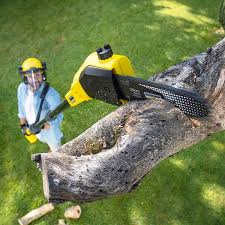 Trusted Palos Park, IL Tree Removal and Landscaping Services Experts